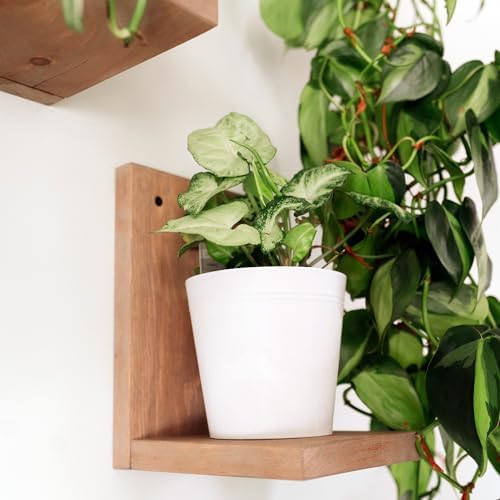 Daniel's Plants 3-Pack Mid-Century Modern L-Shaped Floating Shelves | Solid Wood Plant Ledge | Wall Mounted Shelf Kit (Prairie Sand) - Image 2