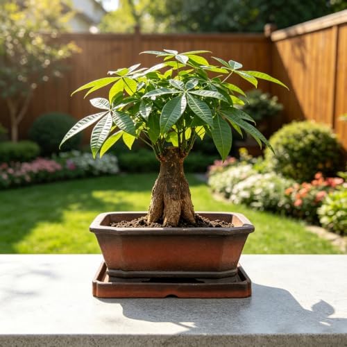 MUZHI Decorative Ceramic Bonsai Planter Pot 8.5 Inch with Tray, Breathable Unglazed Rectangle Terracotta Clay Pot for Tree Succulent Cactus Indoor Outdoor Red Brown (Corner-Cut Rectangle 8.5”) - Image 6