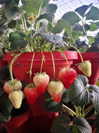5-Tier Strawberry and Herb Garden Planters 5@13x13x5.2 inch - 24 quart Stackable Gardening Pots with 10 Inch Saucer (Terra-Cotta) - Image 3