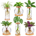 Honeydak 6 Pcs Plants Propagation Stations with Wooden Lid and Bamboo Stand by Honeydak