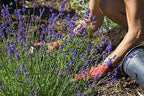 Premium Lavender Potting Soil by Gardenera - Unlock The Full Potential of Your Lavender Plants - 5 QUARTS - Image 3