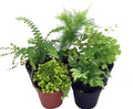 Mini Ferns for Terrariums/Fairy Garden - Live Plants - 5 Different Plants-2" Pots by Hirt%27s+Gardens