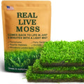 Live Moss – Hypnum Moss (3 Sheets, Each Approx. 3.5"x7") for Terrariums, Fairy Gardens, Bonsai & Natural Plant Decor – Naturally Grown, Reusable, Not Artificial by LUCKYRUNES