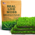 Live Moss – Hypnum Moss (3 Sheets, Each Approx. 3.5"x7") for Terrariums, Fairy Gardens, Bonsai & Natural Plant Decor – Naturally Grown, Reusable, Not Artificial by LUCKYRUNES