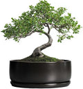 SQOWL Bonsai Pots - 8 Inch Ceramic Plant Pots for Succulents, Round Indoor Planter with Drainage Hole and Saucer, Shallow Modern Planter Bowl, Room Decor, Black by SQOWL