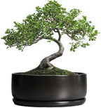 SQOWL Bonsai Pots - 8 Inch Ceramic Plant Pots for Succulents, Round Indoor Planter with Drainage Hole and Saucer, Shallow Modern Planter Bowl, Room Decor, Black by SQOWL