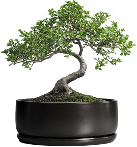 SQOWL Bonsai Pots - 8 Inch Ceramic Plant Pots for Succulents, Round Indoor Planter with Drainage Hole and Saucer, Shallow Modern Planter Bowl, Room Decor, Black by SQOWL