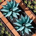 Ttranewsoo 2-Pack 13.8-Inch Artificial Agave Plants for Outdoor Planters, UV Resistant Fake Agave Plants, Faux Succulent Greenery for Porch, Patio, Garden, Entryway and Indoor Decor, Blue by Ttranewsoo