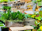 Wooden Planter Box with Handle I Rustic Whitewash I Plastic Liner l Garden Decor l Restaurant and Wedding Decorations l Table Centerpiece (12x4 w Handle Set of 4, Whitewash) - Image 3