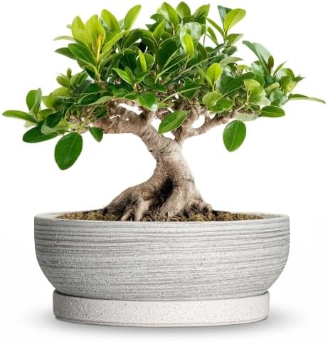 Ceramic Bonsai Planter, 8 Inch Succulent Pot with Tray, Brushed Grey by Unknown