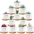 12 Pcs Team Appreciation Gifts for Employees Succulent Pots by Unknown