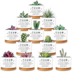 12 Pcs Team Appreciation Gifts for Employees Succulent Pots by Unknown