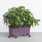 EarthBox 81036.06 System, Eggplant, 3 ft. Garden Stakes, 3-Foot - Image 4