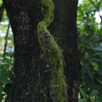 70.86" Fake Tree Branches Grapevine Moss Garland Wall Vines - Image 6