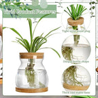 6 Pcs Glass Plant Propagation Station with Wood Lid & Stand, Novel Style - Image 5