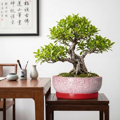 Bonsai Pots 10 Inch, Ceramic Succulent Planters, Texture Red - Image 3
