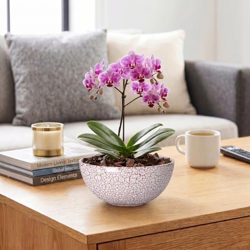 Bonsai Planter, 8 Inch Ceramic Succulents Planters, Texture Red - Image 7