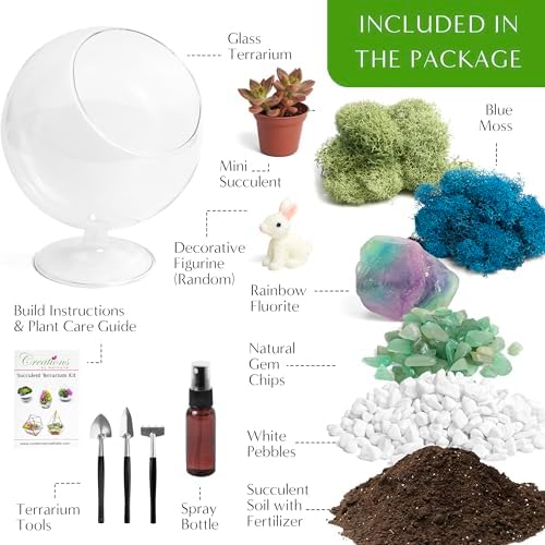 Creations by Nathalie 6 Inch Chalice Terrarium Kit with Live Succulent - Image 2