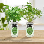 2-Pack Hydroponic Mason Jar Herb Garden Kit, Indoor Herb Garden Self-Watering Starter Kit (Parsley,Cilantro) - Image 5