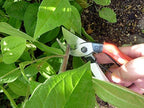 Okatsune 103 Bypass Pruners General Purpose Medium (One Pack) - Image 6