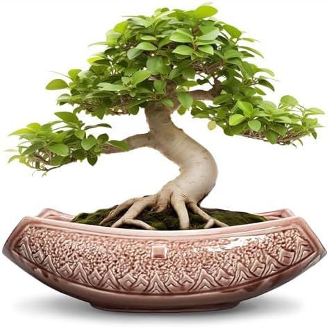 Large Bonsai Pots - 18 Inch Ceramic Succulent Pots with Drainage Hole, Bonsai Planter for Indoor Outdoor Plants, Ceramic Flower Pot, Decorative Plant Pot, Home Decor, Birthday Gifts, Red-Brown by Teagas