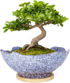 Bonsai Pots - 9.06'' Ceramic Pots for Indoor Plants, Large Succulent Pots by ARTKETTY