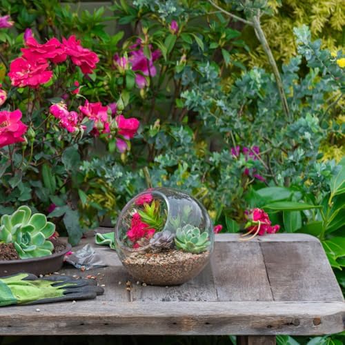 Mipcase 3 Pack Slanted Glass Terrarium Set, Clear Bubble Planter Globe - Image 6