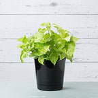Novelty Root & Vessel Majestic Full Depth Round Cylinder Pot, Glossy Black, 14-Inch (10148) - Image 4