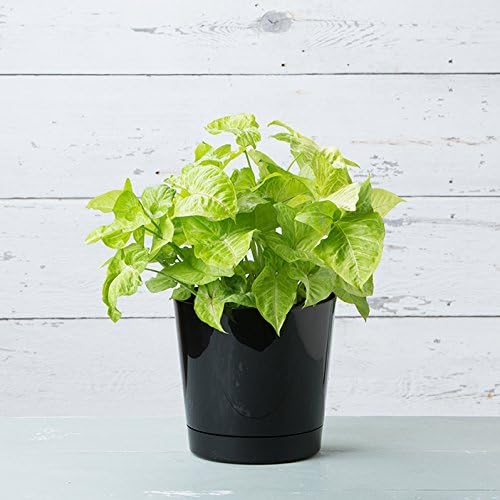 Novelty Root & Vessel Majestic Full Depth Round Cylinder Pot, Glossy Black, 14-Inch (10148) - Image 4