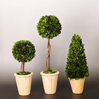 Real Preserved Yellow Evergreen Potted Tree Globe Tree Basin Territory Flower Pot Home Decor Farm House (22 Inch Length) - Image 4
