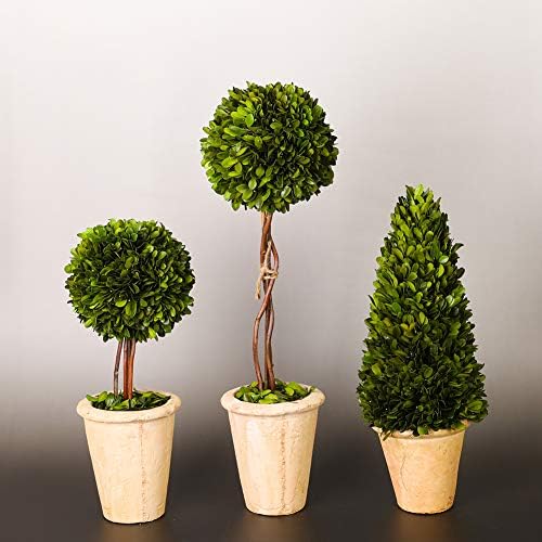 Real Preserved Yellow Evergreen Potted Tree Globe Tree Basin Territory Flower Pot Home Decor Farm House (22 Inch Length) - Image 4