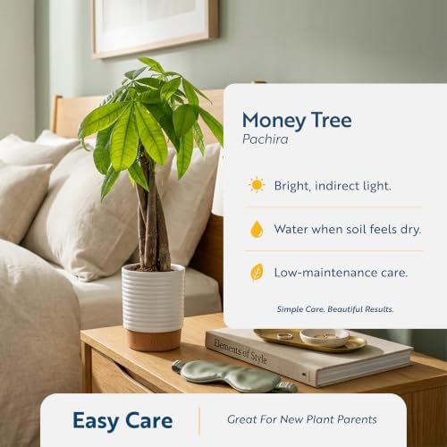 Costa Farms Money Tree Live Indoor Plant, Easy Care, Pet Safe, Decor Pot - Image 6
