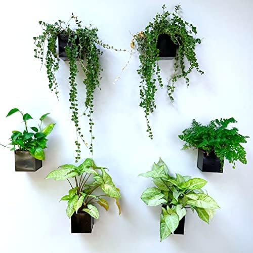 LaLaGreen Indoor Wall Planter (4 in, 6 Pack) Black Square Metal Wall Decor by L%C3%A1L%C3%A1Green