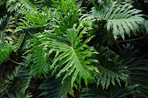 Planting Mix for Split Leaf Philodendron - Promotes Steady Growth and Vibrant Leaves by Gardenera - 10 Quart (2 Bags of 5 Quart) - Image 5