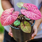 Gardenera Caladium Potting Mix - Promote Strong Roots and Captivating Patterns with Our Premium Blend - 4 Quart - Image 3
