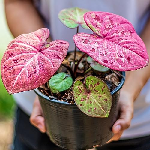Gardenera Caladium Potting Mix - Unlock Robust Growth and Striking Leaf Color with Our High-Performance Formula - 20 Quart - Image 3