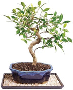 Brussel's Bonsai - Medium Ficus Live Bonsai Tree, Potted Indoor Plant by BrusselsBonsai