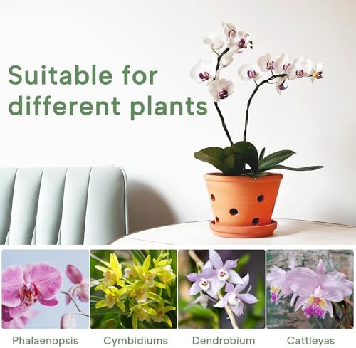 8 inch Terracotta Orchid Pots with Holes and Saucers, 2 Pack Clay Orchid Planter Pots for Repotting, Large Terra Cotta Orchid Pot, Plant Flower Pots for Orchid Indoor Outdoor Promotes Air Circulation - Image 5