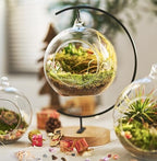 LuckyRunes DIY Glass Terrarium Kit with Live Moss & Mini Tools by LUCKYRUNES