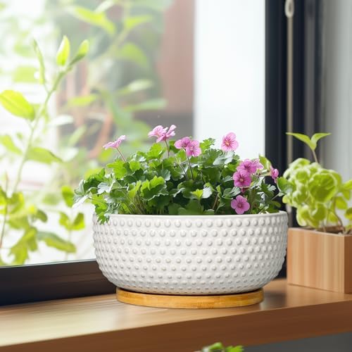 Succulent Pots 8 Inch - Ceramic Bonsai Planters for Indoor Plants, Plant Pot with Drainage Hole and Saucer, Shallow Round Flower Planter, Modern Room Decor, Gifts for Plant Lover, White - Image 4