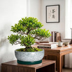 Pots for Succulents, 13 Inch Ceramic Bonsai Pots, Texture Green - Image 4