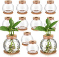 Baderke 12 Packs Propagation Vases for Plants Plastic Plant Propagation Station with Hole Lid and Cork Coasters Plant Growing in Water Hydroponic Home Office Table Decoration(Fish Bowl Style) by Baderke