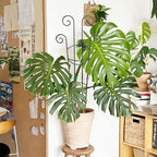 Coomin 32.6in Monstera Plant Support Trellis with One Butterfly, 4P - Image 7