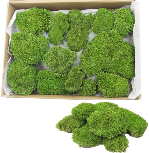 FAICOIA Preserved Moss Bulk Green Natural Preserved Pole Moss Pillow for Potted Plants 2.5 sq.ft Green Moss Balls for Bowls Wall Art Terrariums Crafts Fairy Gardens Easter Table Decor by FAICOIA