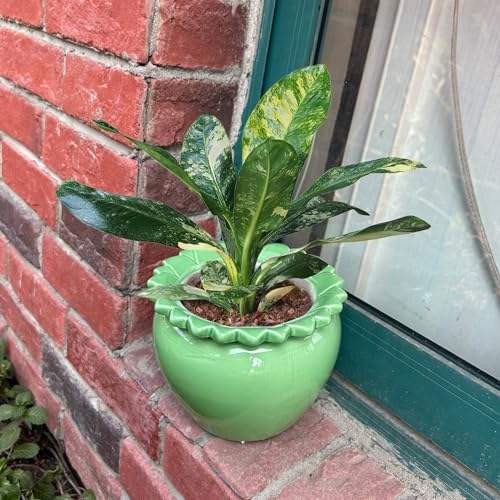 2pcs African Violet Planter Pot - 6.5inch Self Watering Green Ceramic Pot with Creamic Reservoir - Image 4