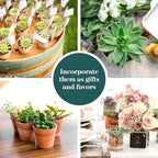 Shop Succulents Verde Succulent Plant Pack Bulk Collection - Live Mini Succulent Plants, Low Maintenance, Mix of Green Succulents & Textures - Wedding and Party Favors, Gift & Garden, Pack of 128 - Image 5