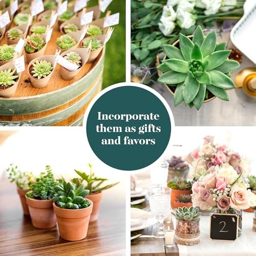 Shop Succulents Verde Succulent Plant Pack Bulk Collection - Live Mini Succulent Plants, Low Maintenance, Mix of Green Succulents & Textures - Wedding and Party Favors, Gift & Garden, Pack of 128 - Image 5