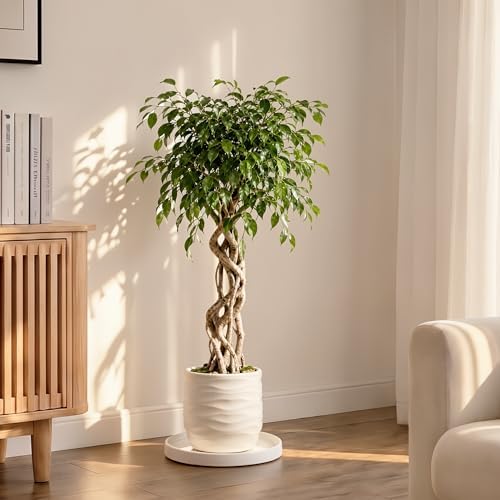 Ceramic Plant Saucer 10.5 Inch 1 Pack White, Fits Pot Base Under 10 Inch - Image 2