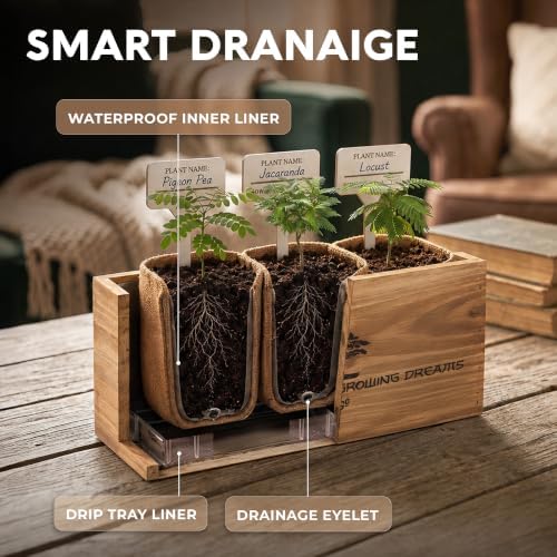 Bonsai Tree Kit Classic - Growing 3 Unique Japanese Bonzai Trees - Image 5
