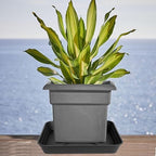 3 Pack Square Plant Saucer Tray 20 inch, Heavy Duty Plastic Plant Saucers for Indoors Outdoor, Flower Plant Drip Trays for Pots, Square Seed Starting Tray, Seedling Growing Trays - Image 6